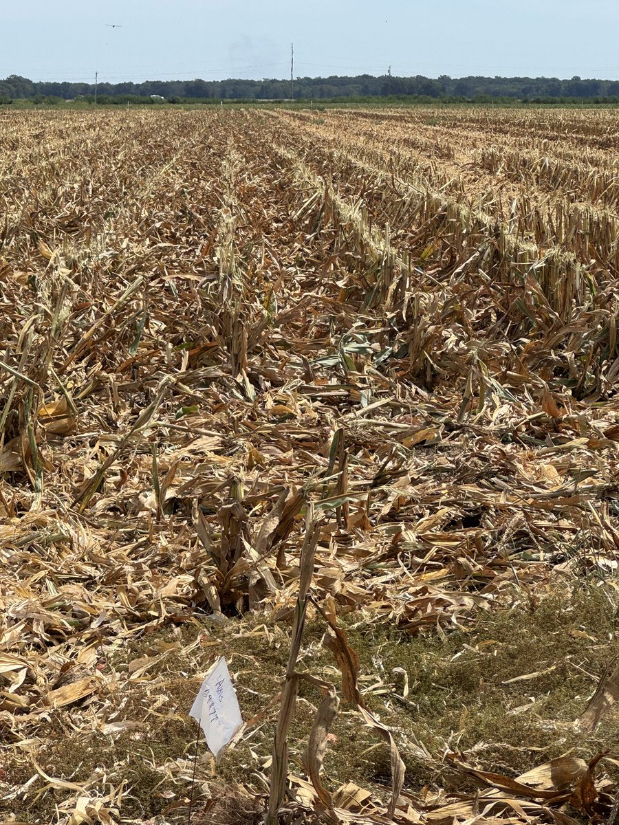 Craig Allen tweet media