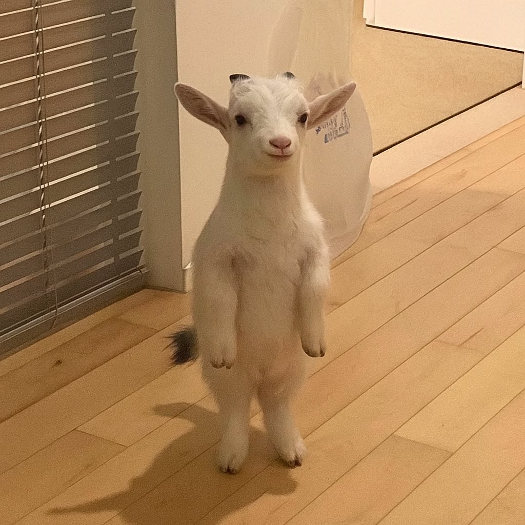 Goat + michi = GOATCHI