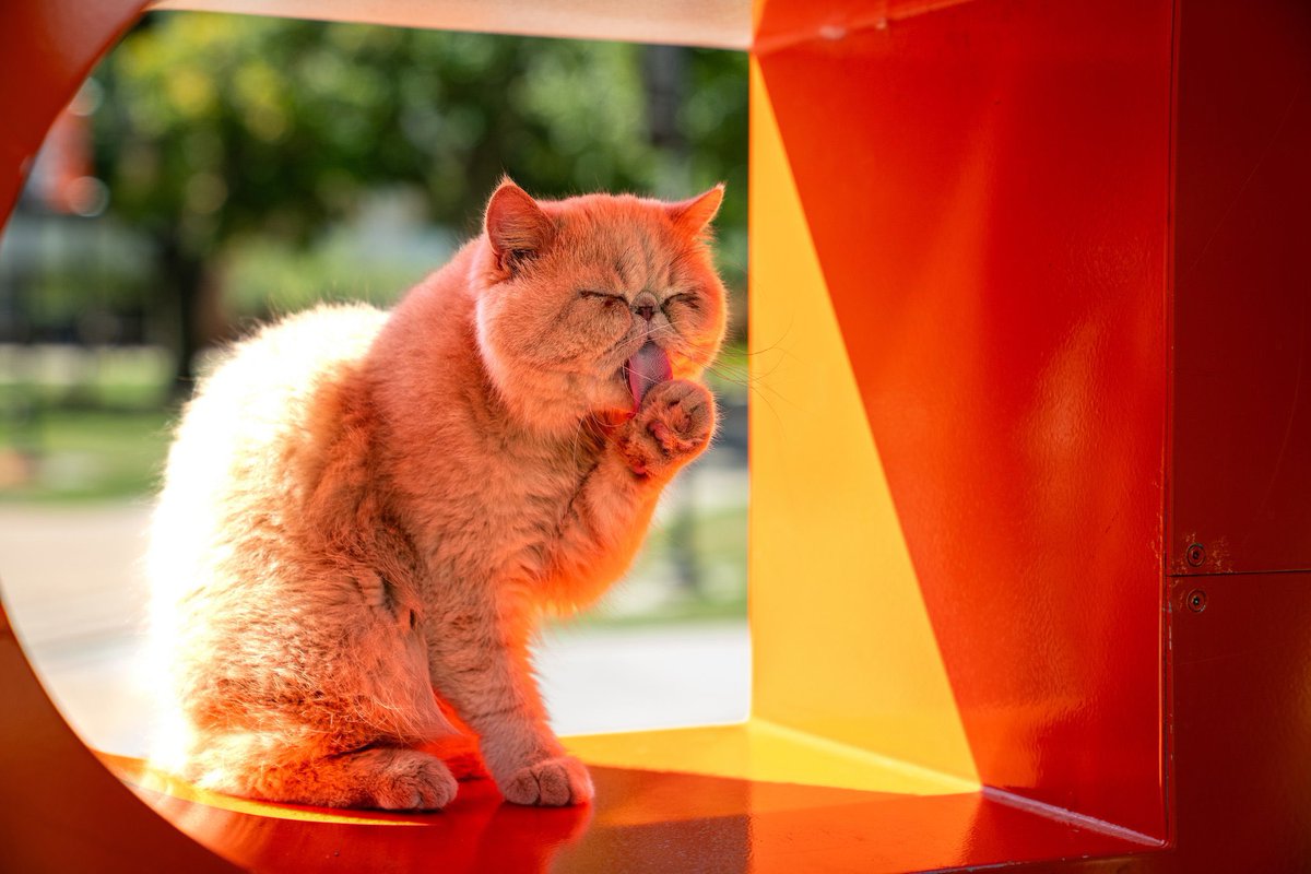 Bowling Green State University tweet media