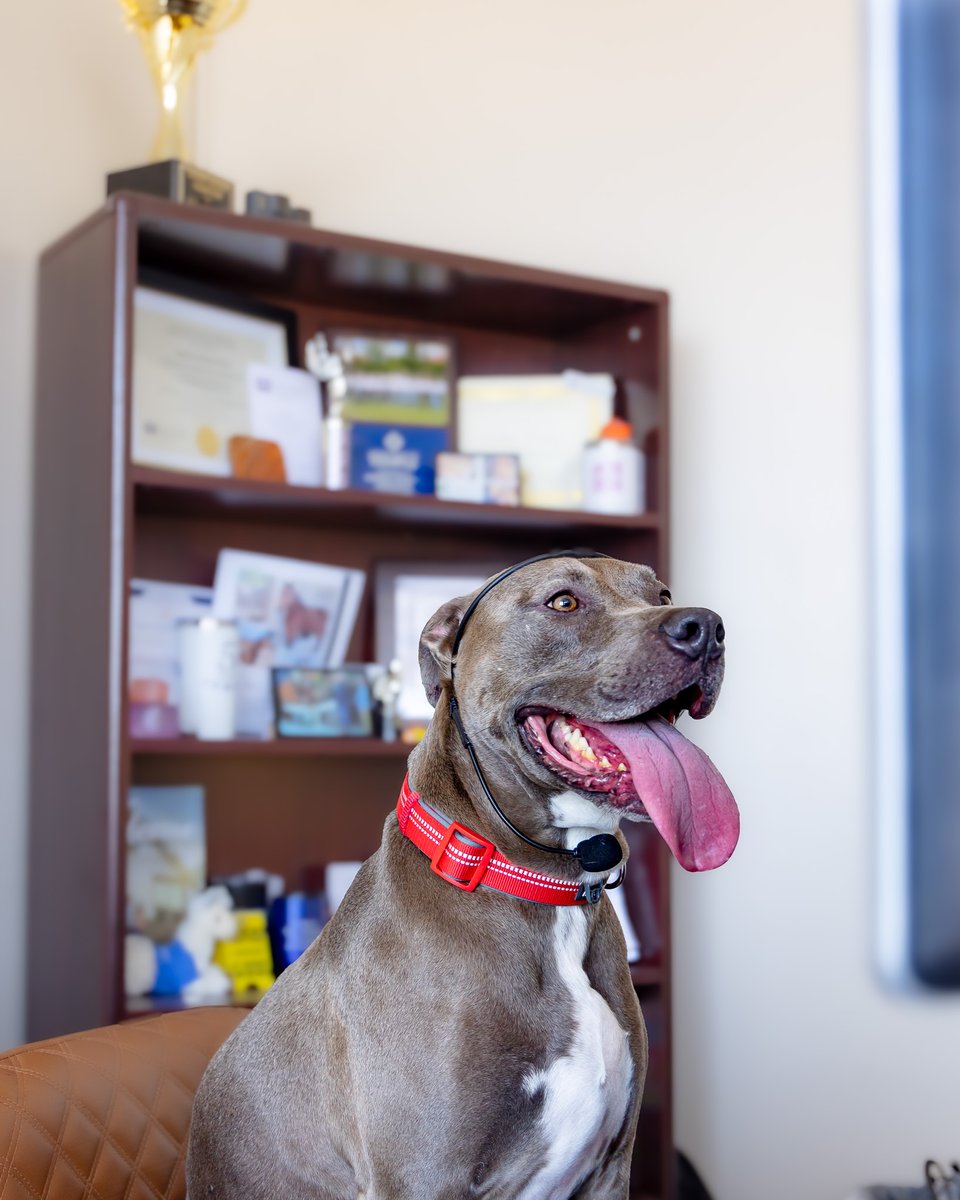 KWKTFOX44's tweet image. #REASONTOSMILE #NationalDogDay might be over, but one furry friend had himself a “ruff day” as a @cityoftempletx employee before being adopted! fox44news.com/news/local-new… #fox44tx