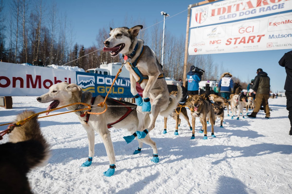 When you realize it’s only mile 1 of 1,000… but you’re still pumped about it. 🥳🐾

📷 Dave Poyzer  |  davepoyzer.com
🐕  Riley Dyche's Team - Iditarod 2021