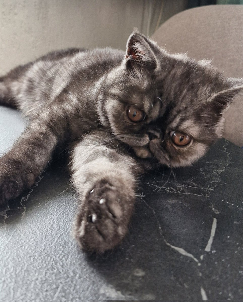 Oliver 🌈 🐈 Fientje 🐈‍⬛ Tim 🌈🐈‍⬛ tweet media