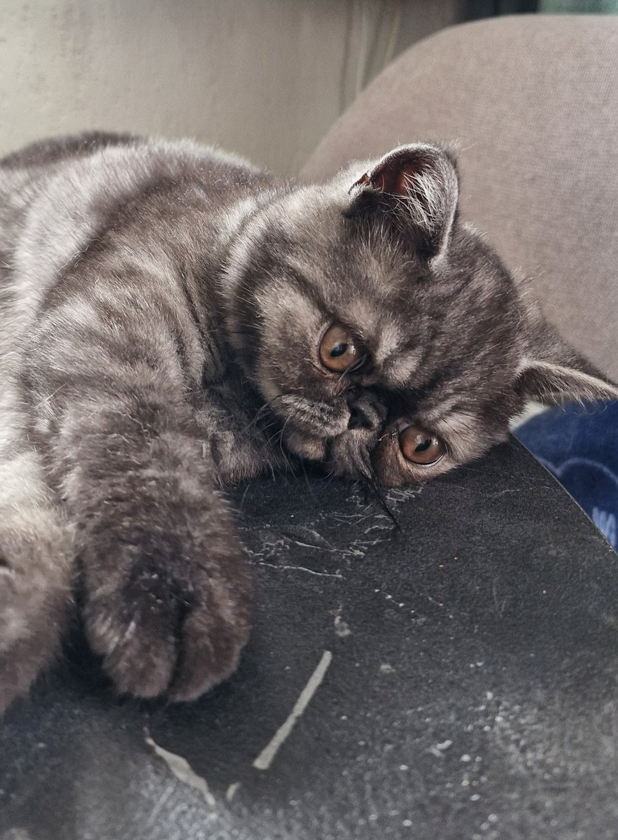 Oliver 🌈 🐈 Fientje 🐈‍⬛ Tim 🌈🐈‍⬛ tweet media