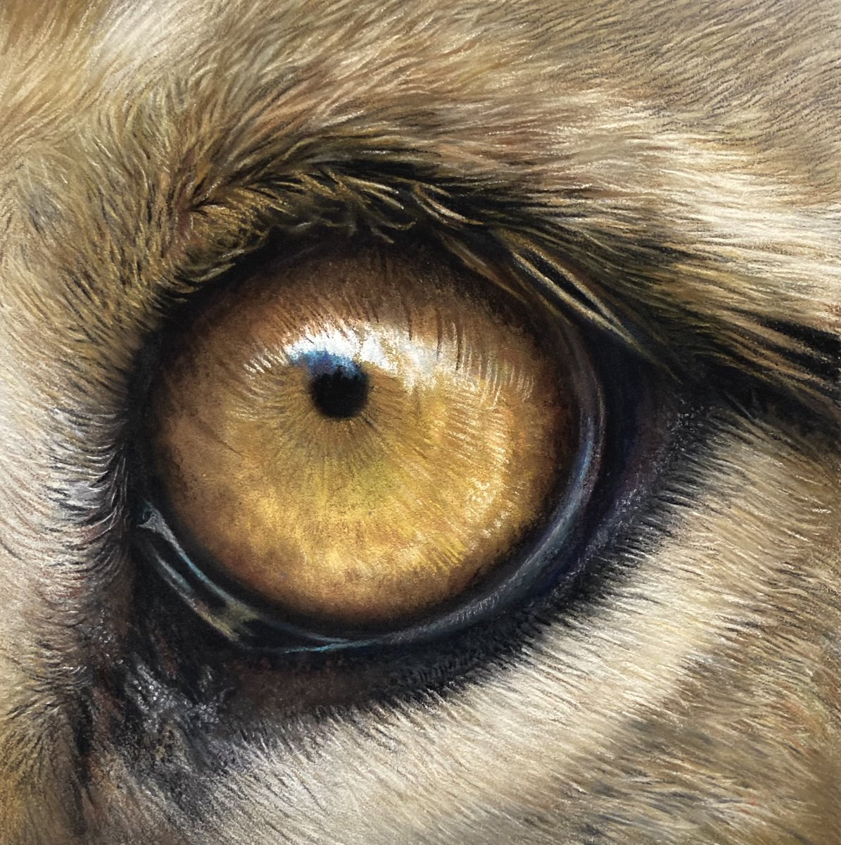 Lion Eye. Pastel pencil and soft pastel on pastelmat. Hope everyone's well 🙂.
#art #artistic #sketch #lion #eyeart #realism #realistic #hyperrealism #sketch #drawings #drawart #artdrawing #pencilartwork #artworks #myart #sketch #sketchart #animalart #eyedrawings #artsy #arty