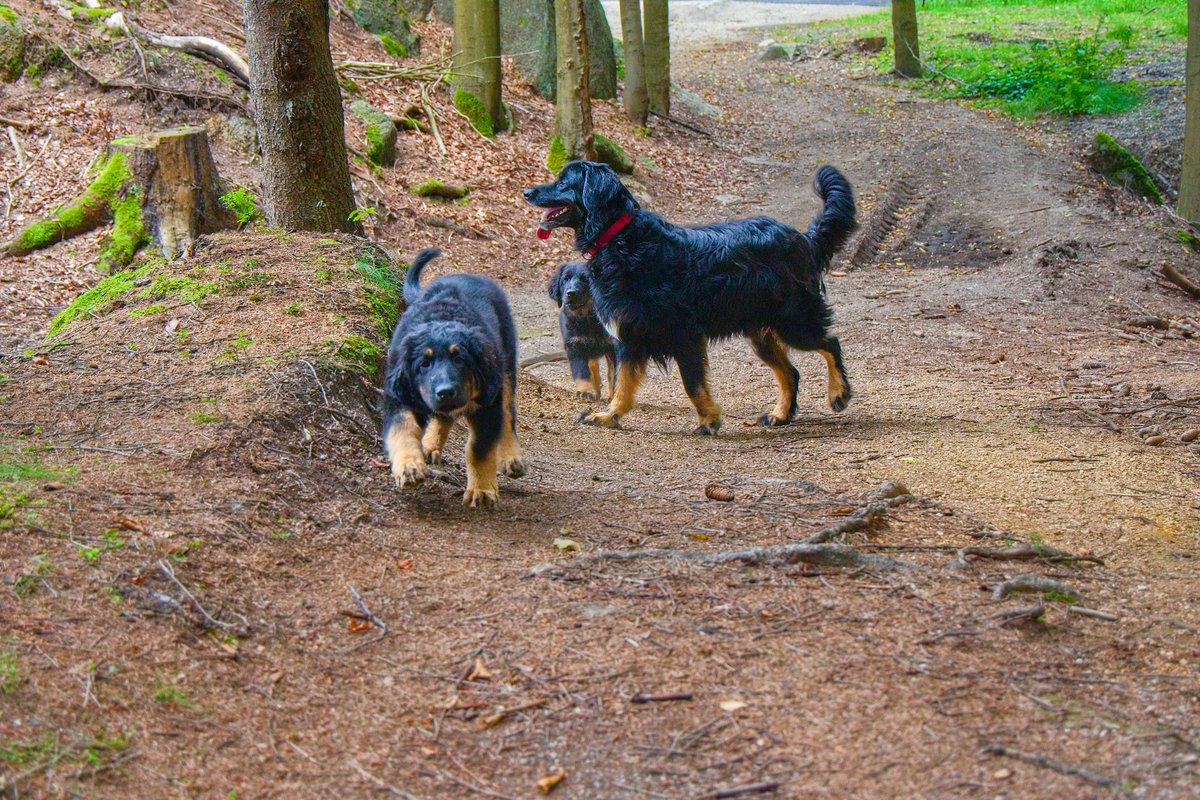 Náhodou někdo nepotřebujete 3měsíčního howíka? Dva jsou k mání, mamka samozřejmě ku prodeji není...  Je to severský vrh, tedy velmi kvalitní 😂