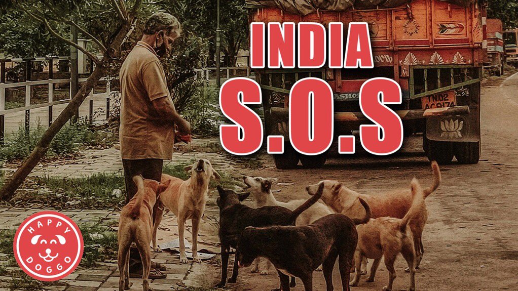 <a href="/NiallHarbison/">Niall Harbison</a> This is heartbreaking.💔

Just watched you your video, Niall. 😢
It’s hard to find the words…

The atrocities happening in India- right now, need to be shown to the world. Everyone needs to know the level of abuse happening to the innocent street dogs &amp; the people who are trying
