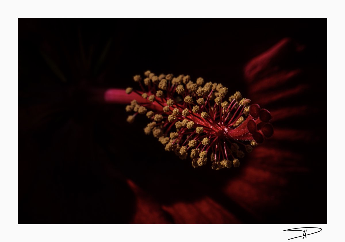 C'est un jardin extraordinaire !     
"Rouge sang..."  
#jardindesmartels #tarn #occitanie    
23 août 2025