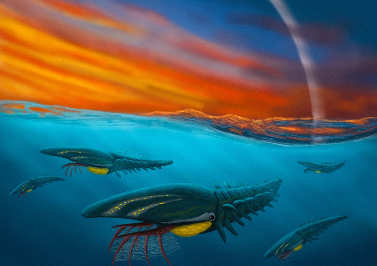 A group of Aegirocassis swimming near the surface during a stunning Ordovician sunset
