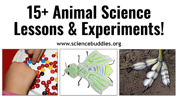 ScienceBuddies's tweet image. Explore animal science with #K12 students! The #STEM collection highlights #NGSS-aligned lessons and activities to teach about animal behavior, animal anatomy, adaptations, and more.

sbgo.org/animalscience2…

#scienceteacher #scienceproject #animalscience