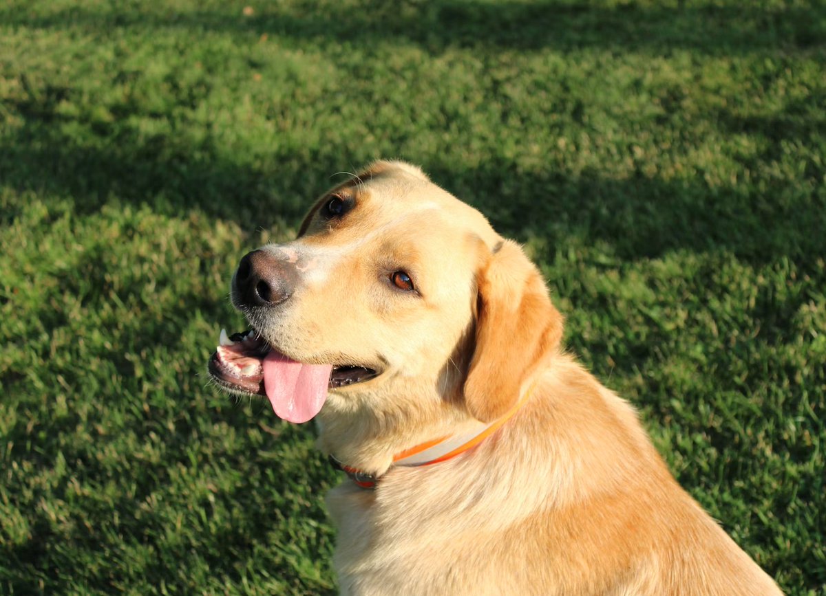 dannyheron04's tweet photo. #NationalDogDay https://t.co/ZSYTFyiJ1C