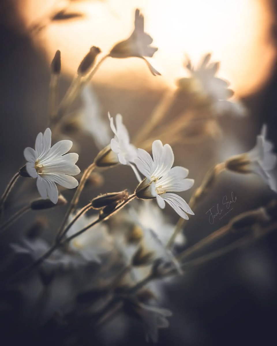 A mis soledades voy,
de mis soledades vengo,
porque para andar conmigo
me bastan mis pensamientos.

~ Lope de Vega (1562-1635)
«A mis soledades voy»
·

© Juuli Salo