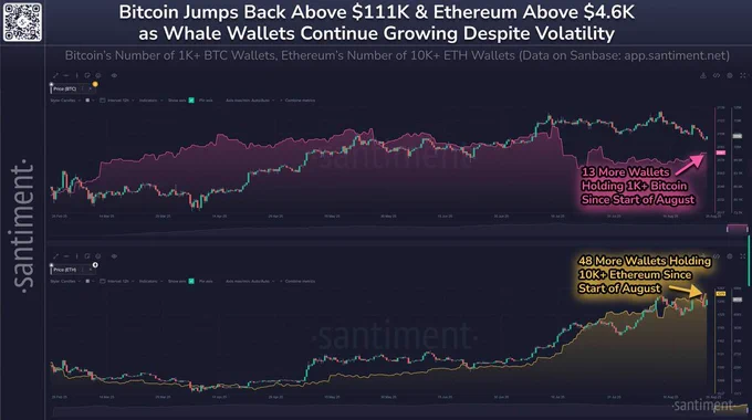 🔴COINTELGRAPH: Bitcoin ed Ethereum: Accumulazione in crescita con nuovi portafogli da 1K e 10K a agosto!