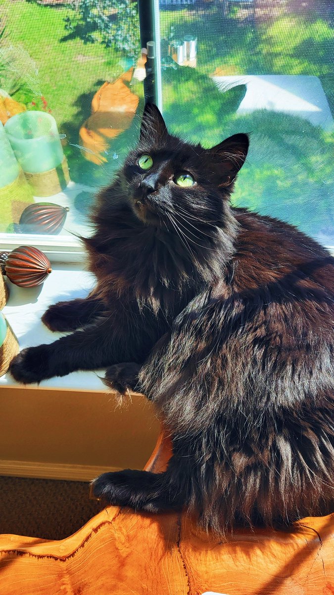 ChaoticNeutralJ's tweet photo. Cat parent advice? Dany has her second UTI within a couple of months. She's 13+, and we think she might have diabetes or some other underlying cause contributing to things. Any elderly cat parents have advice while we save up to get bloodwork and a vet visit? https://t.co/ieHIrbgzUX