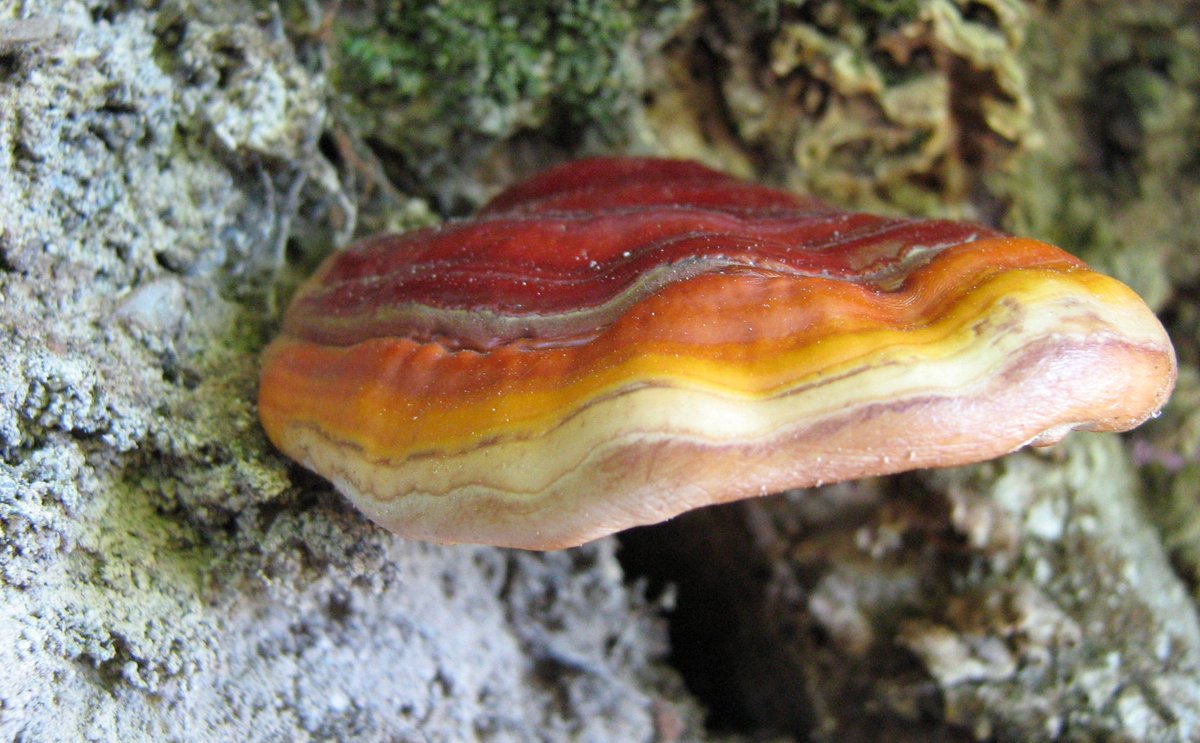 Ganoderma lucidum, "Reishi Mushroom"

This perennial fungus forms a fan-shaped or kidney-shaped fruiting body, 5–25 cm wide, with a glossy, varnished surface that's reddish-brown to deep maroon, often concentrically zoned and developing a hard, woody texture with age. Lacking