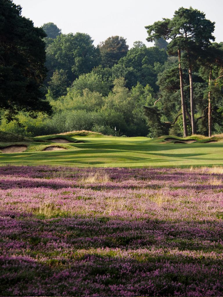 • The 9th hole in all its glory, framed by a sea of blooming purple heather 💜⛳️ •