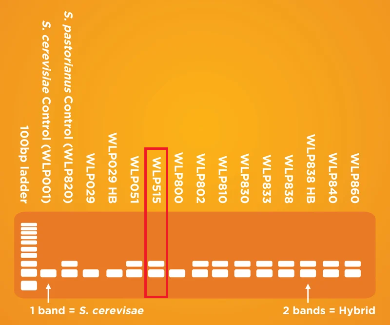 Have you brewed with our Seasonal Vault Exclusive WLP515 Antwerp Ale Yeast? From our Lager versus Ale genetic research, WLP515 is a hybrid strain that contains significant portions of S. eubayanus genome. A clean, almost lager-like Belgian type ale yeast.