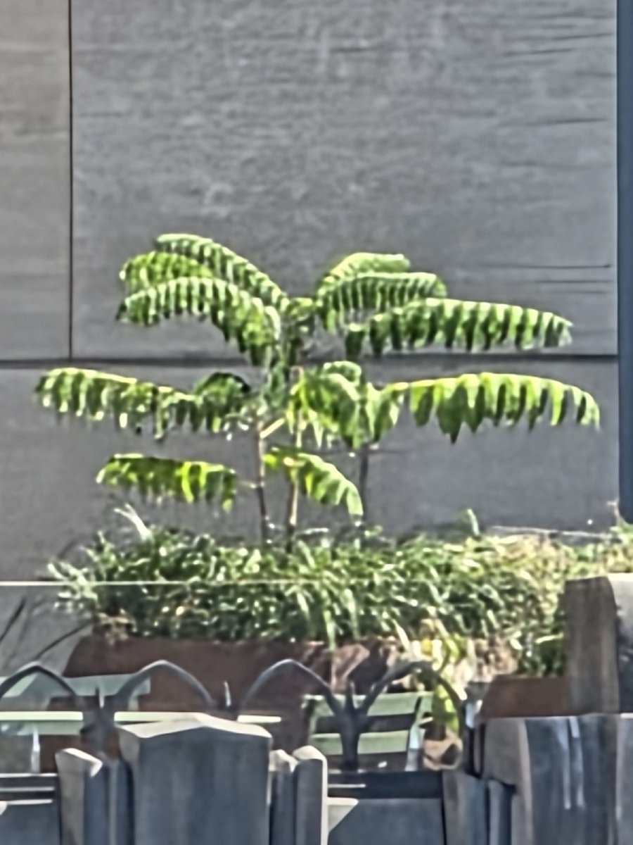 imparkerburton's tweet image. Pixel 10 Pro XL (left) vs S25 Ultra (right) at 100x zoom