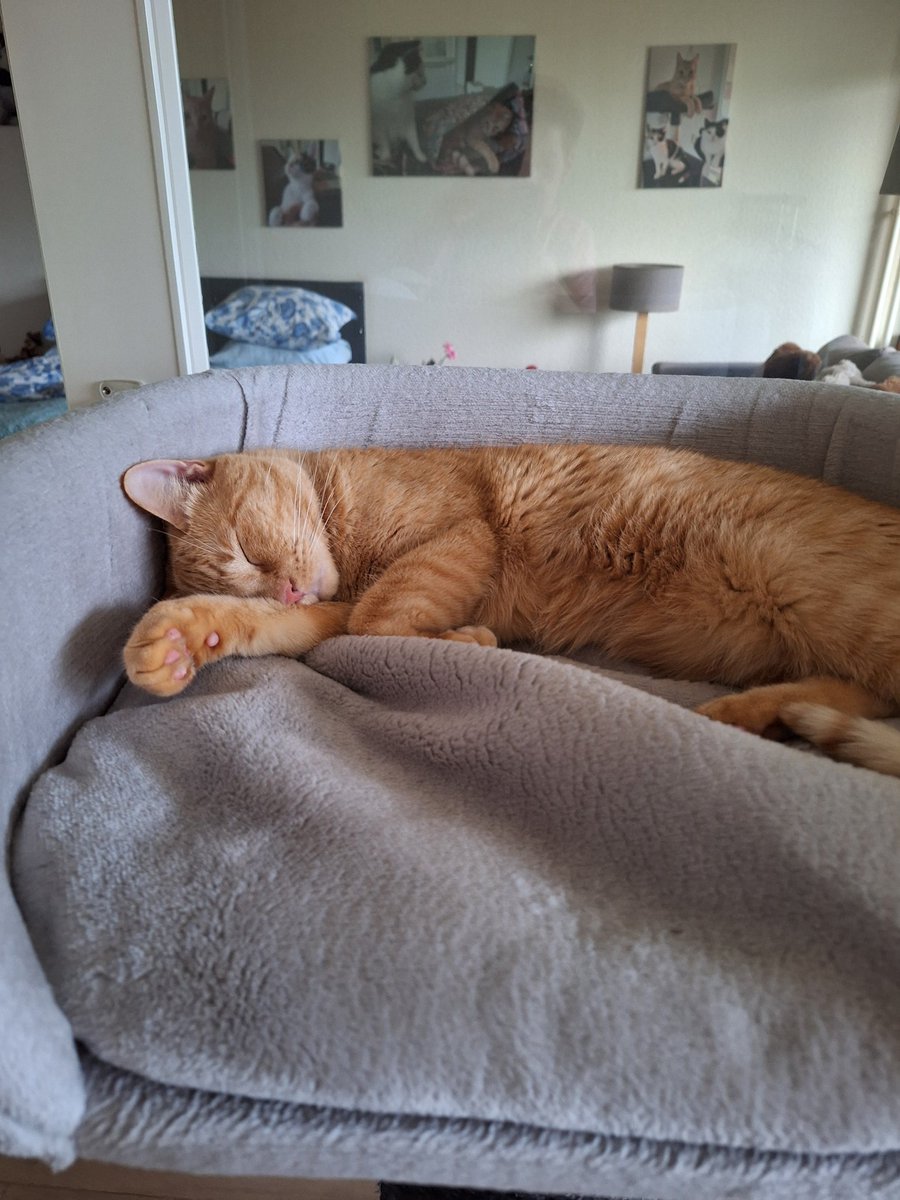 Patricia💞Puck🐈Zorro🐈‍⬛en Bella😺🐾 tweet media