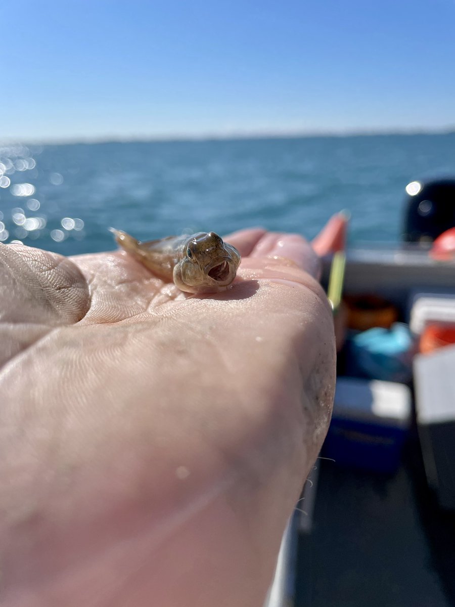 FishBio_Briggs's tweet image. We wrapped up our #LakeStClair micromesh gill net survey today, with the most common fish today again being Yellow Perch. Smallmouth Bass, Logperch, Rock Bass, and Largemouth Bass were also among the most common today.

#GreatLakesSci