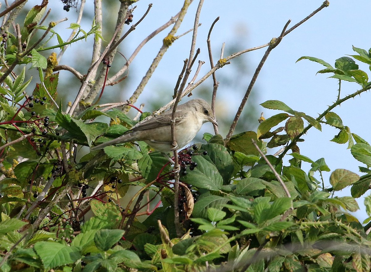 Barred Warbler at Kessingland, Suffolk today. Good views eventually after much searching and a good soaking! <a href="/Jane__Ferguson/">Jane Ferguson</a>