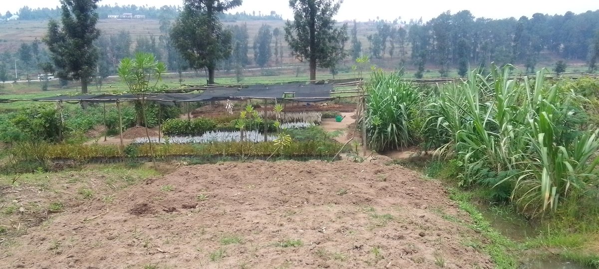 It is time to prepare nursury for Agruculture term one 2025-2026.we are ready to help you the preparation like this