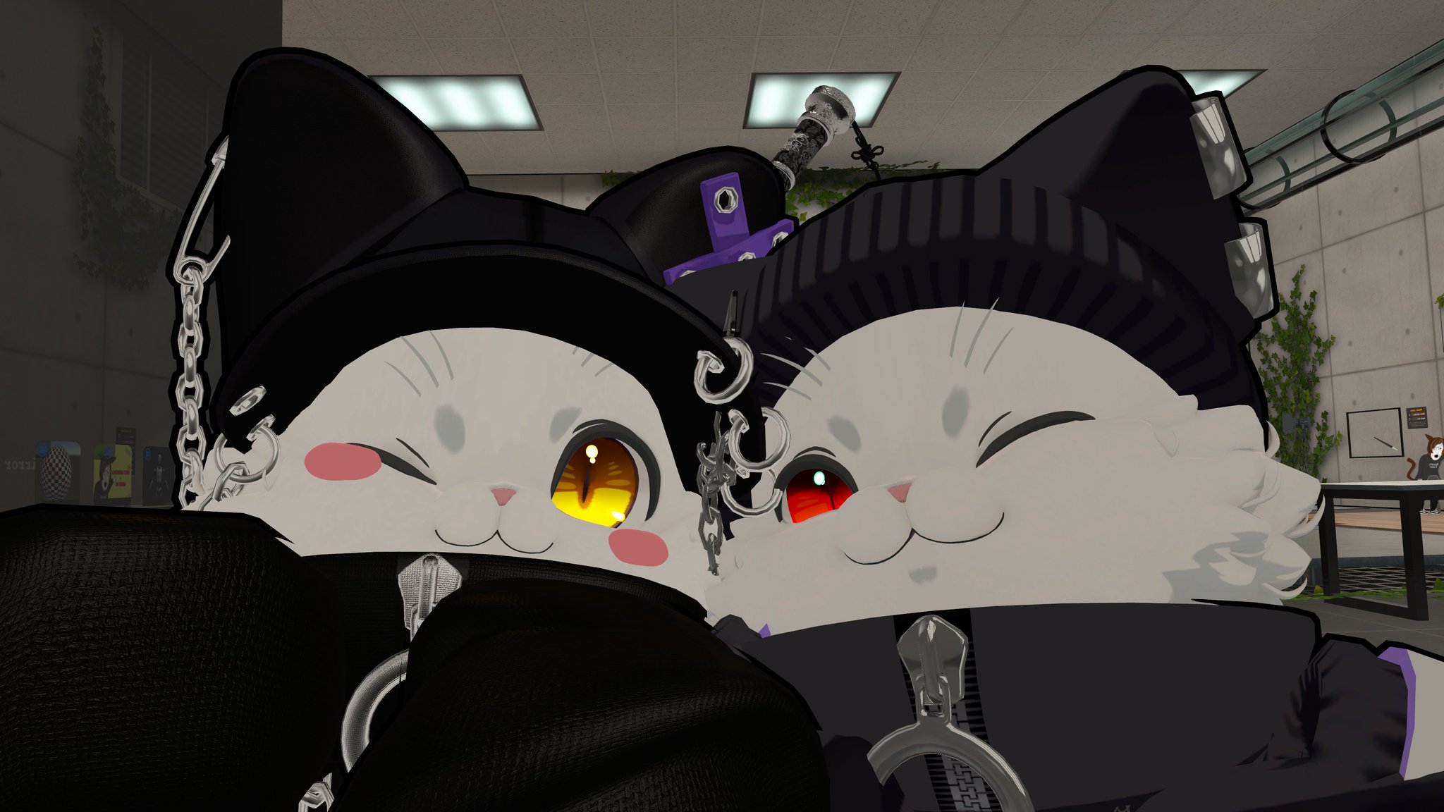 にゃんこ♡ mqdefault.jpg