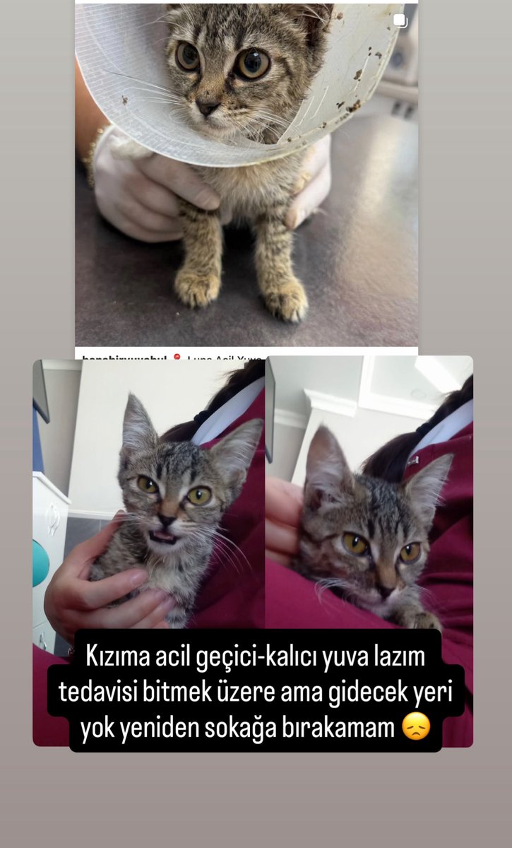 Bu miniğe çok acil yuva arıyorum teptekir çok oyuncu ve eğlenceli bir kız hiç bir agresyonu olmayan gurul gurul biri Ankara içi takip şartıyla yuvası olurum diyen varsa bir DM uzaktayım 🥹