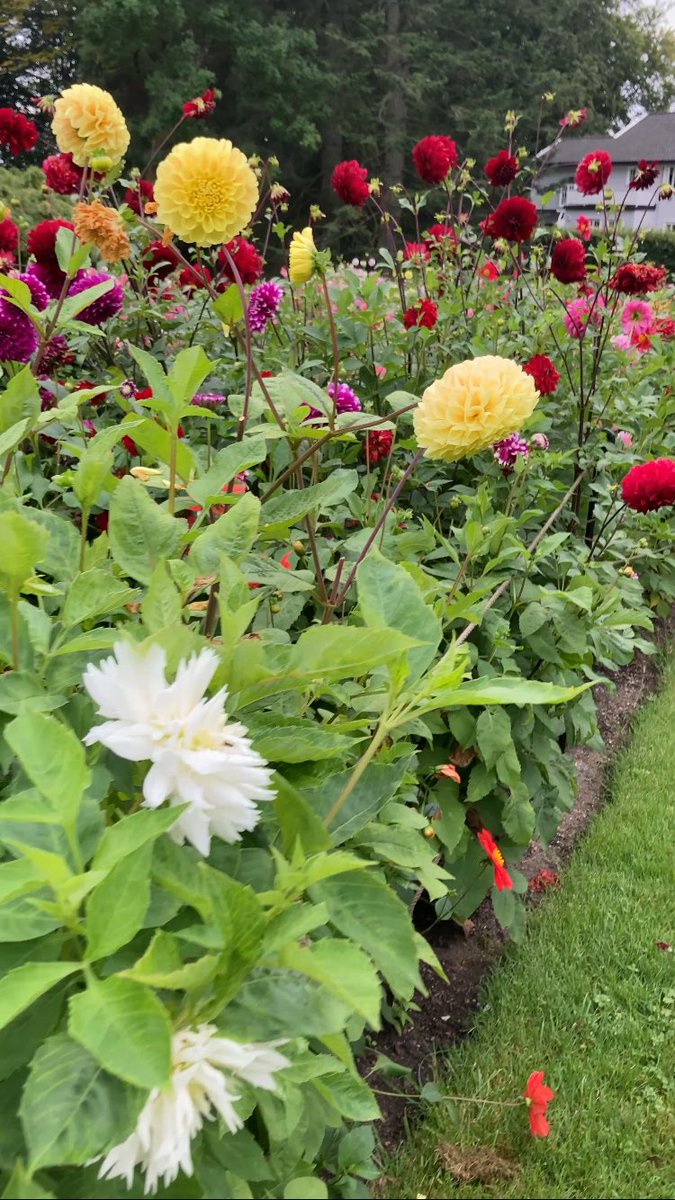 Endelig litt regn. Første dag siden Påske iført bukse og regnjakke. Turen gikk til Botanisk hage🌺