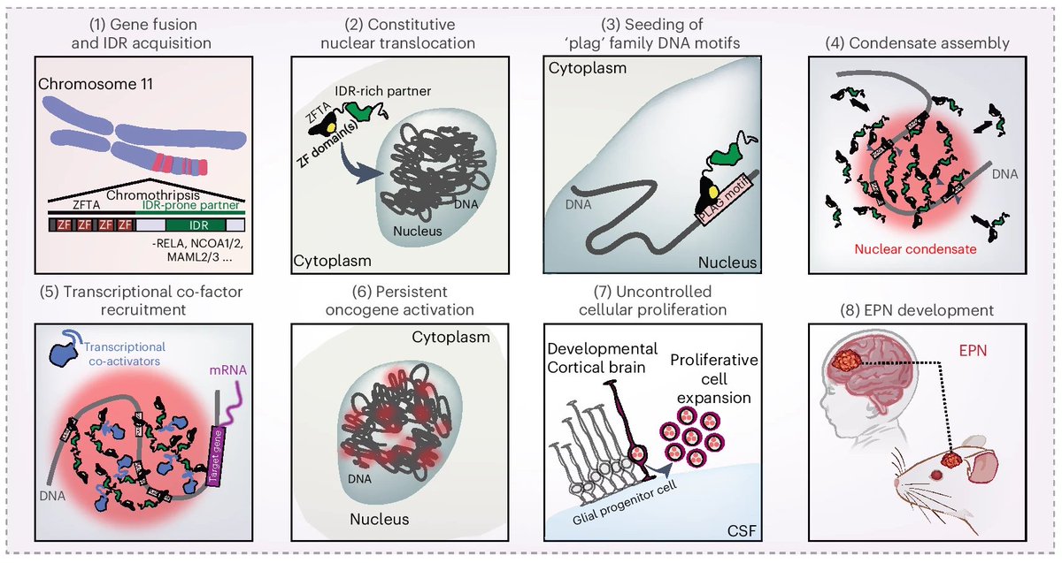 CENOS St Jude tweet media
