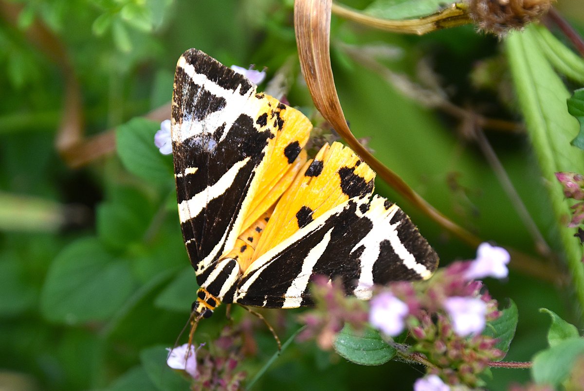 Chiltern Woods (@chilternwoods) on Twitter photo Jersey tiger #moth seen last week <a href="/BBOWT/">BBO Wildlife Trust</a> Aston Clinton Ragpits <a href="/UpperThamesBC/">BC Upper Thames</a> Jersey tiger #moth seen last week <a href="/BBOWT/">BBO Wildlife Trust</a> Aston Clinton Ragpits <a href="/UpperThamesBC/">BC Upper Thames</a>