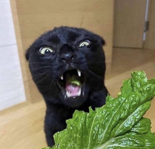 Ukho od sledzia 8/0 (@dyrkaodbublik) on Twitter photo 