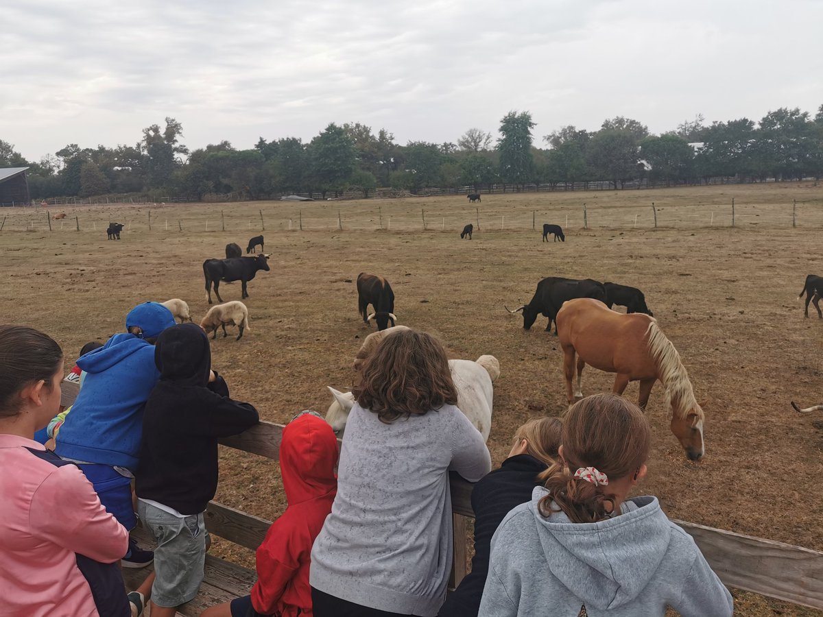 JeanRostandGers's tweet image. Retour en images des 1ers jours d&apos;école ouverte à destination des futurs 6eme du @JeanRostandGers :matinée de révision et après midi ludiques (bubble foot et visite d&apos;une ganaderia) @dsden_32 @actoulouse #semainedimmersion #futurs6emes #ecoleapprenante