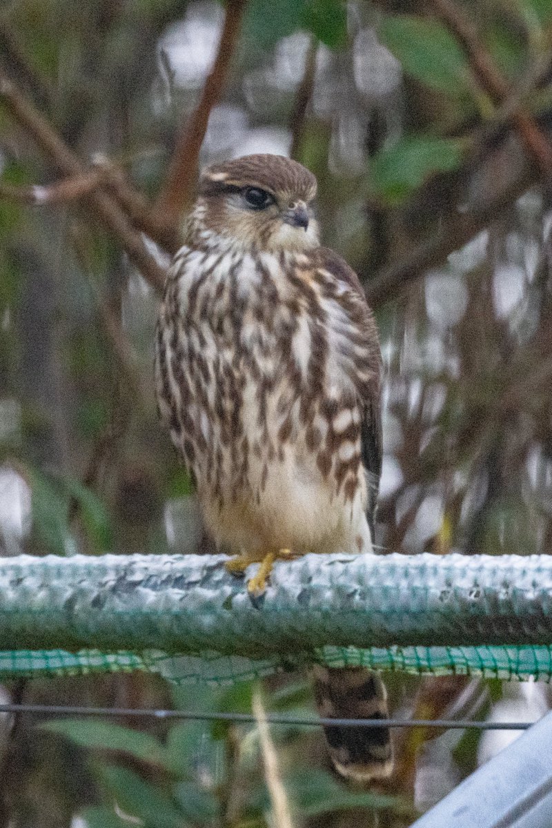 Merlin in my back garden just now. (taken through a very grubby back door window)