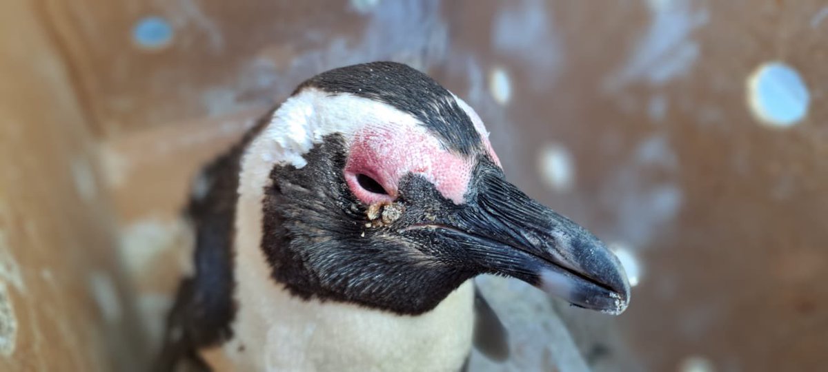 SANCCOB's tweet image. Bird Flu is spreading and our seabirds are at risk.

Hundreds of seabirds have been affected by Highly Pathogenic Avian Influenza (HPAI) in the Western Cape.

If you see a sick or dead seabird, don’t touch it!

Report it to SANCCOB: 021 557 6155 / 078 638 3631

#SANCCOB #HPAI