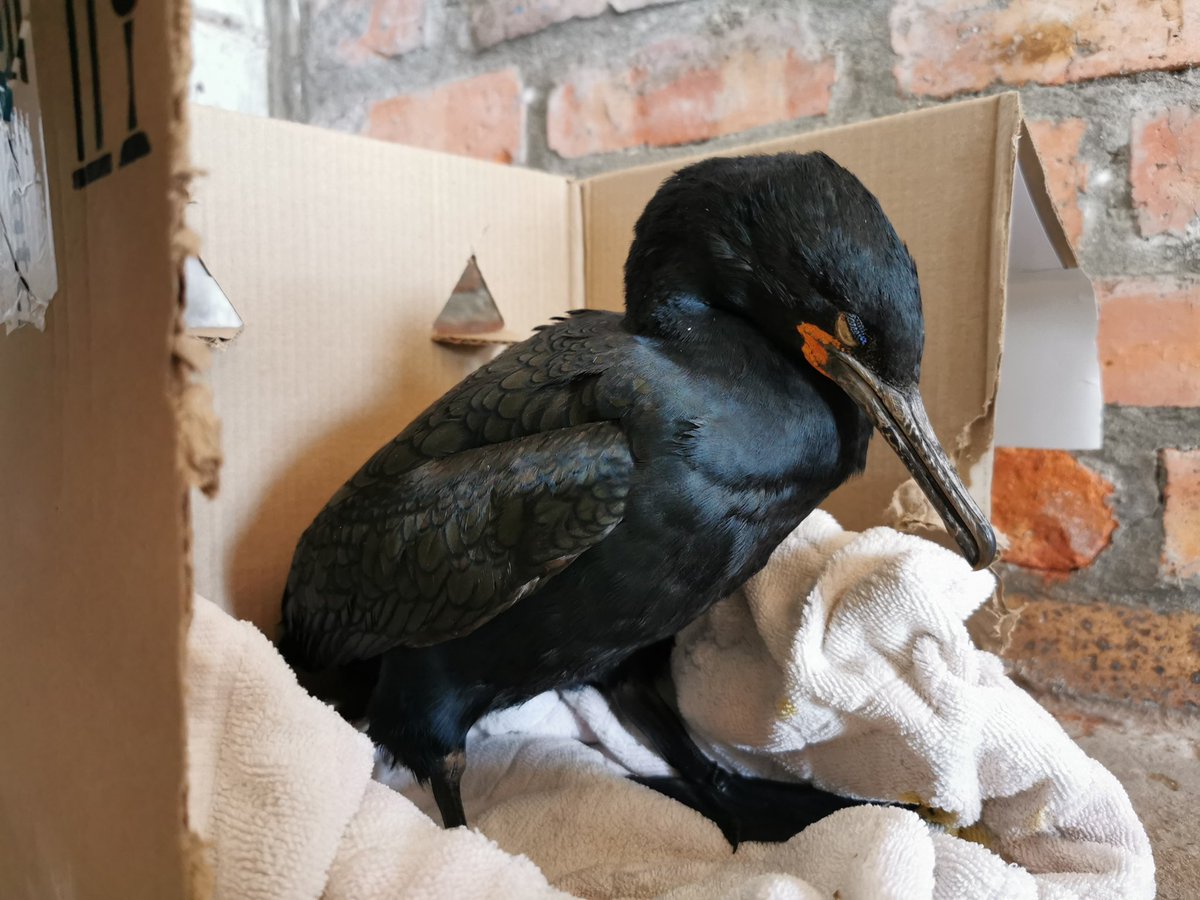 SANCCOB's tweet image. Bird Flu is spreading and our seabirds are at risk.

Hundreds of seabirds have been affected by Highly Pathogenic Avian Influenza (HPAI) in the Western Cape.

If you see a sick or dead seabird, don’t touch it!

Report it to SANCCOB: 021 557 6155 / 078 638 3631

#SANCCOB #HPAI