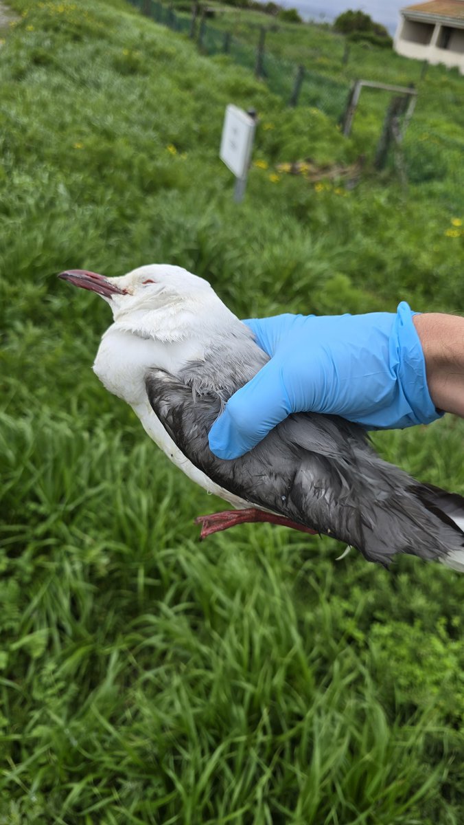 SANCCOB's tweet image. Bird Flu is spreading and our seabirds are at risk.

Hundreds of seabirds have been affected by Highly Pathogenic Avian Influenza (HPAI) in the Western Cape.

If you see a sick or dead seabird, don’t touch it!

Report it to SANCCOB: 021 557 6155 / 078 638 3631

#SANCCOB #HPAI