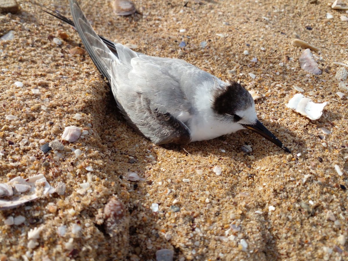 SANCCOB's tweet image. Bird Flu is spreading and our seabirds are at risk.

Hundreds of seabirds have been affected by Highly Pathogenic Avian Influenza (HPAI) in the Western Cape.

If you see a sick or dead seabird, don’t touch it!

Report it to SANCCOB: 021 557 6155 / 078 638 3631

#SANCCOB #HPAI