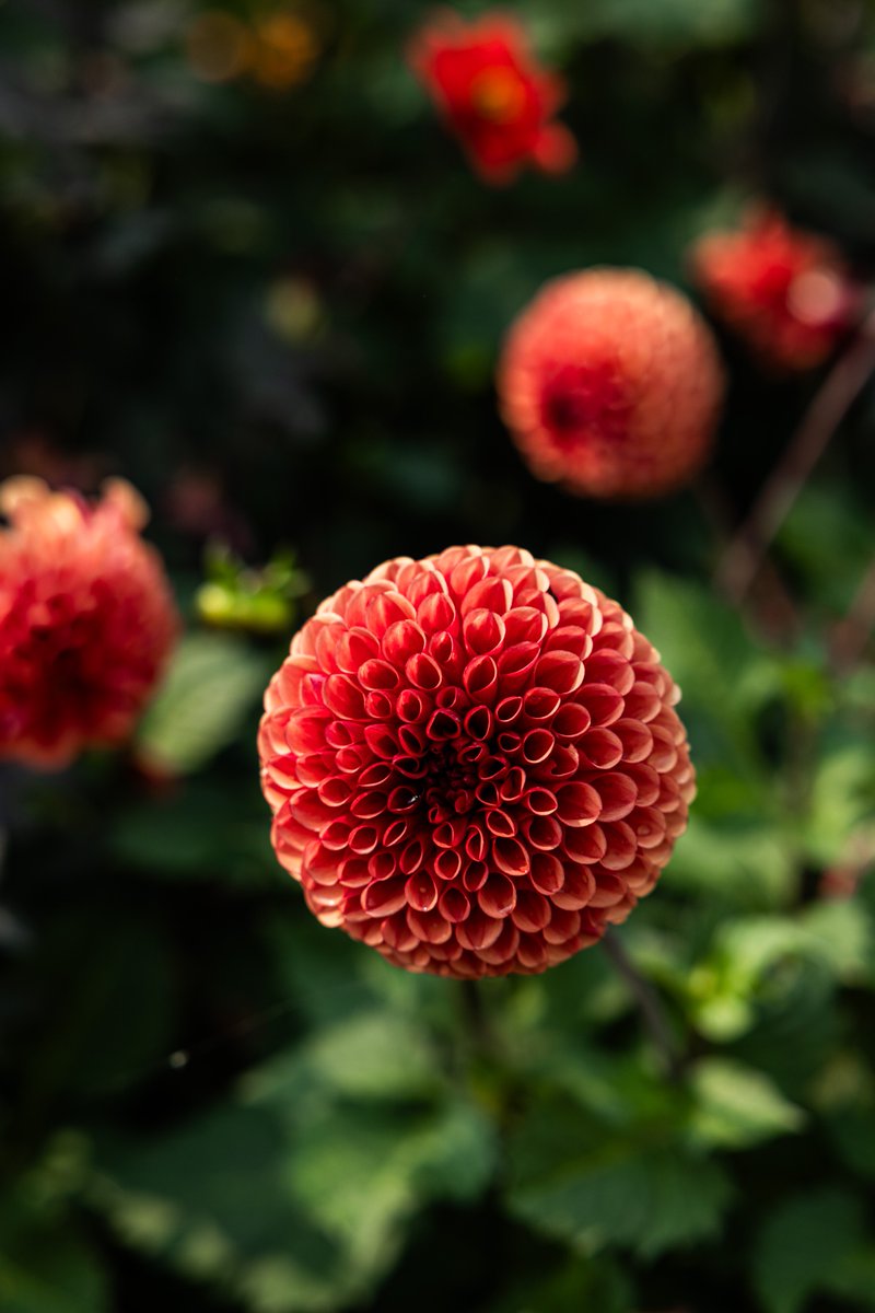 The beauty is in the detail of our colourful Ocean Garden blooms!

#DunmoreHouse #WestCork #ClonakiltySoul