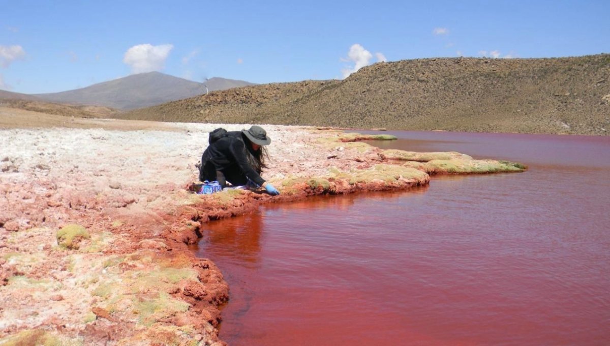 Científicos de la U, de #Antofagasta posicionaron la Ecología Microbiana del Desierto de Atacama en Congreso Latinoamericano radioua.cl/cientificos-po…