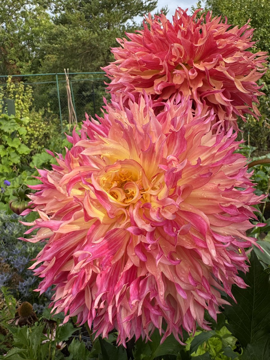 tjd19's tweet image. final Dahlia post of the day, promise &apos;Myrtle&apos;s Folly&apos; giving an impression of Animal from the Muppets, definitely earned her place in next year&apos;s plot plan. Picked some &apos;Sarasota Joy&apos; and &apos;Cafe Au Lait&apos; to take home &amp;amp; left a fabulous busy bee in busy bee 7th heaven 🐝🌸 #plot24