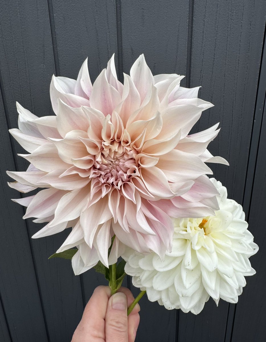 tjd19's tweet image. final Dahlia post of the day, promise &apos;Myrtle&apos;s Folly&apos; giving an impression of Animal from the Muppets, definitely earned her place in next year&apos;s plot plan. Picked some &apos;Sarasota Joy&apos; and &apos;Cafe Au Lait&apos; to take home &amp;amp; left a fabulous busy bee in busy bee 7th heaven 🐝🌸 #plot24