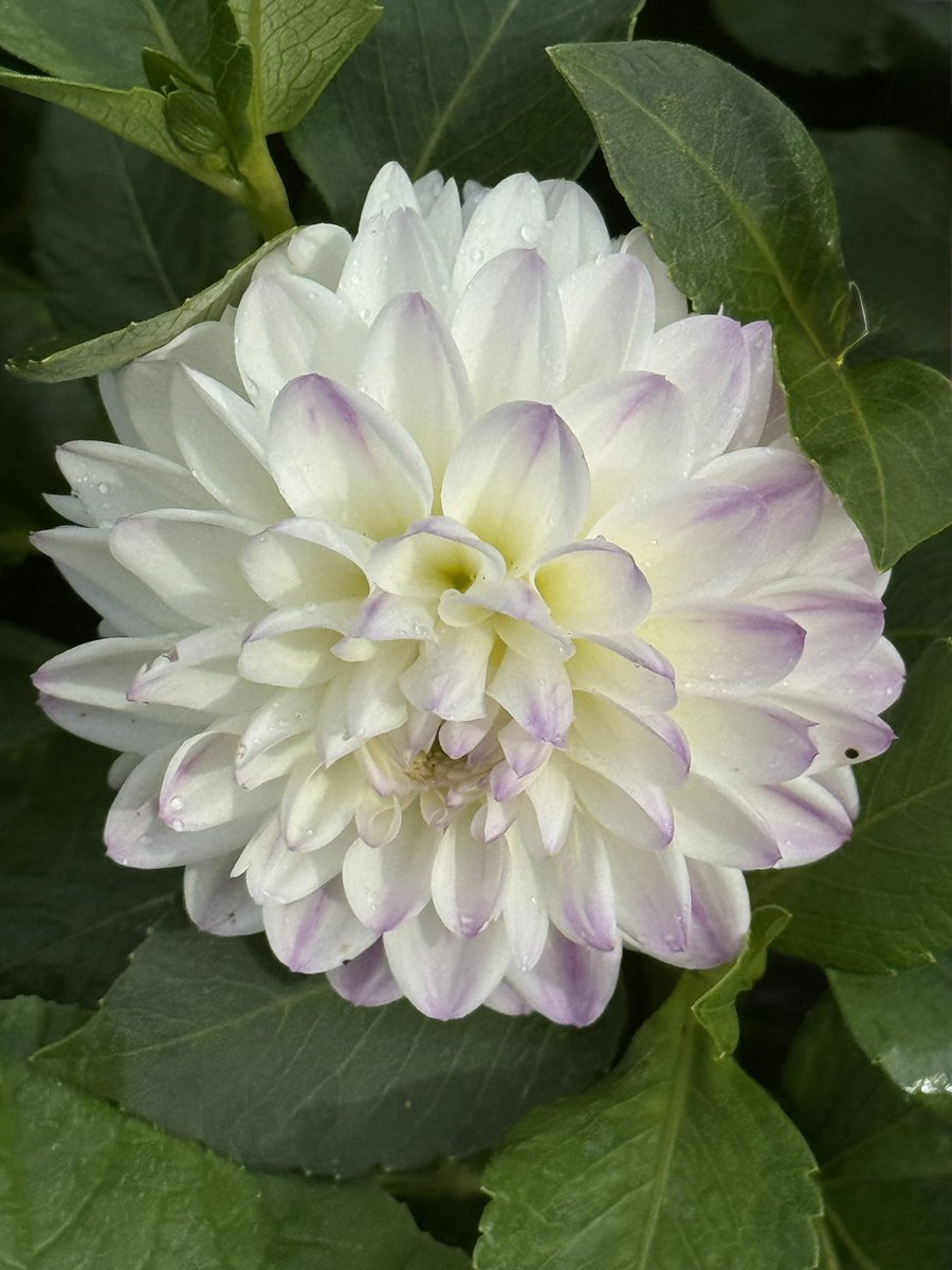 tjd19's tweet image. final Dahlia post of the day, promise &apos;Myrtle&apos;s Folly&apos; giving an impression of Animal from the Muppets, definitely earned her place in next year&apos;s plot plan. Picked some &apos;Sarasota Joy&apos; and &apos;Cafe Au Lait&apos; to take home &amp;amp; left a fabulous busy bee in busy bee 7th heaven 🐝🌸 #plot24