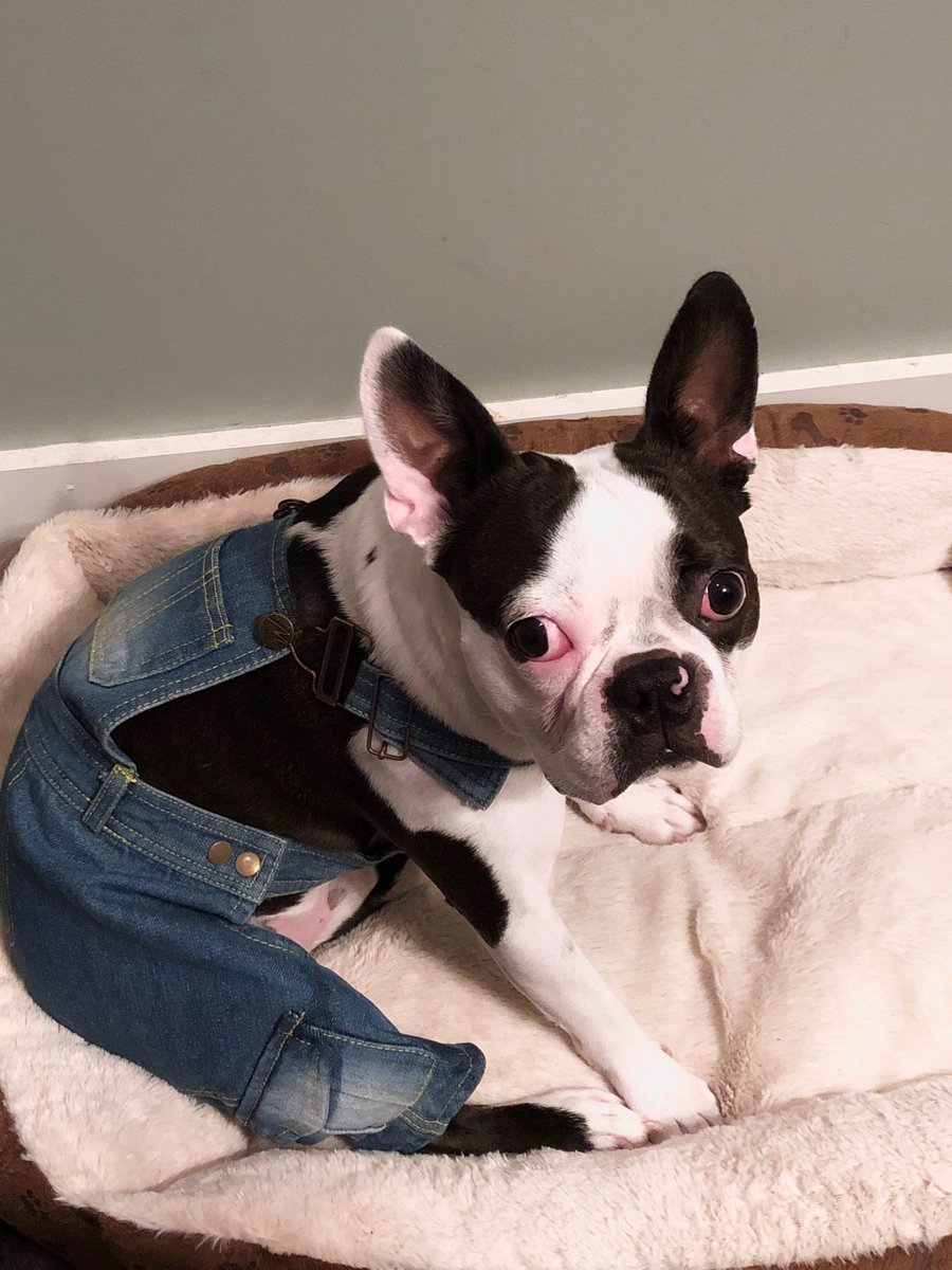Patten_Pending's tweet photo. @Jon__Reed My best friend Porter. Big overalls guy! https://t.co/Sxss5ijdkt