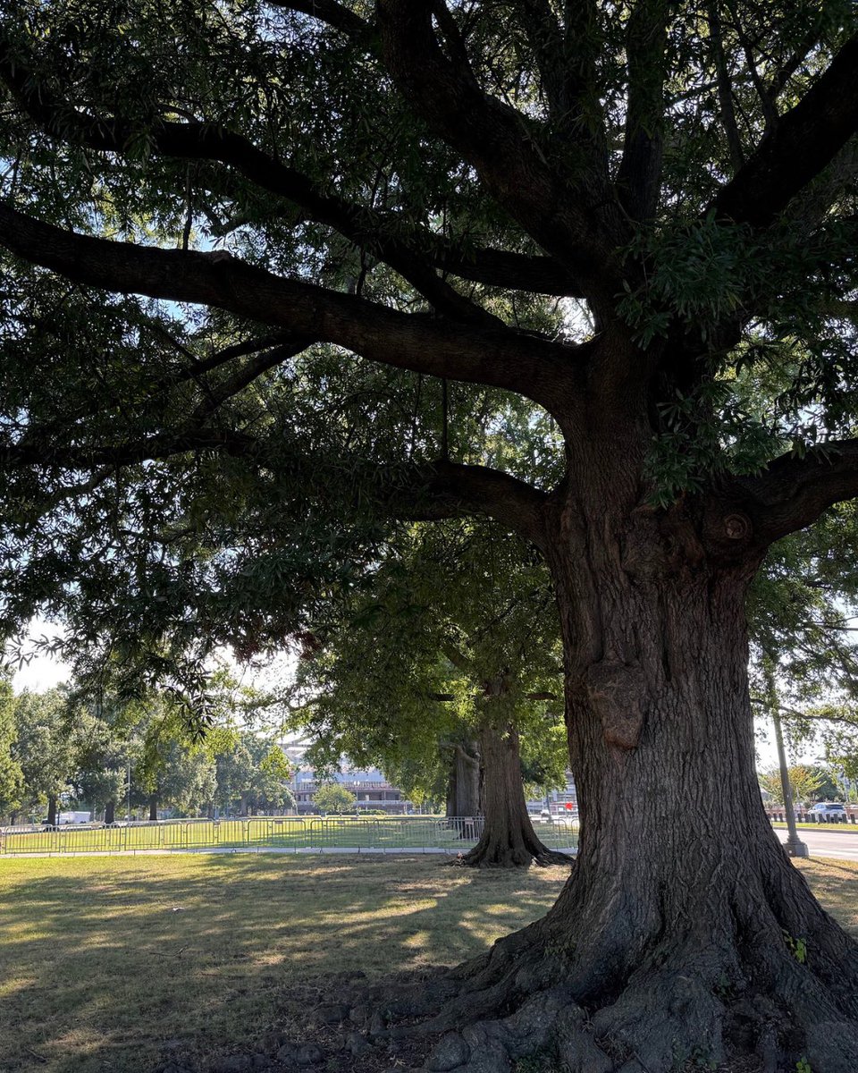 Casey Trees tweet media