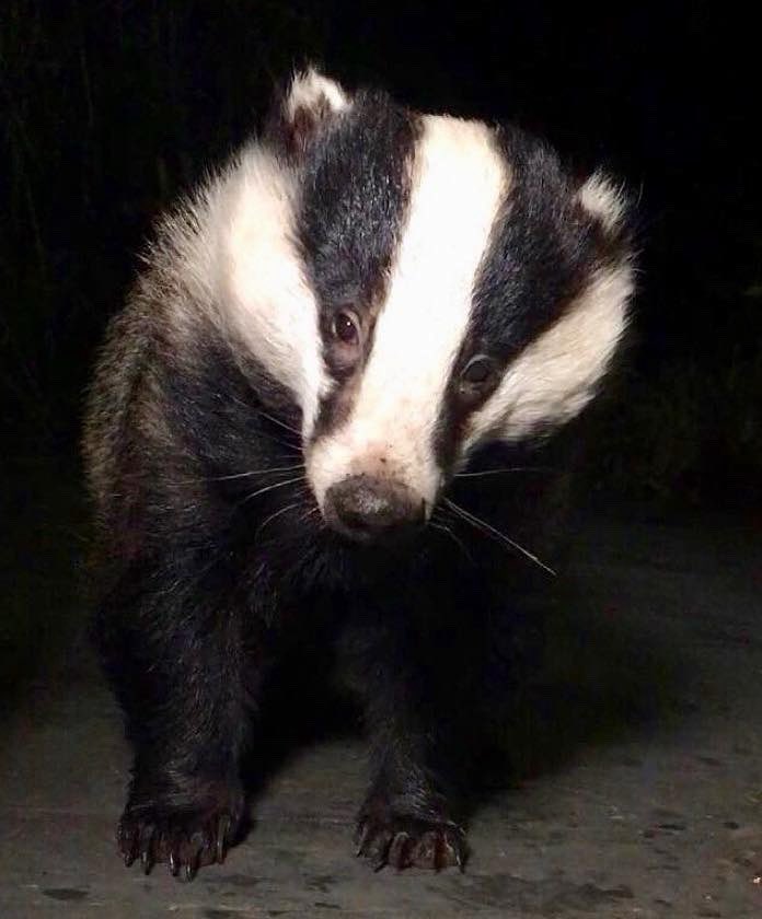 I hope you’ve enjoyed these last few weeks posts from Mr Lumpy &amp; Friends…🦡🐾🐾❤️
Snowdrop and Pumpkin having 4 cubs that have survived and look so healthy has been amazing and I feel
proud that we, including you lovely people helped  that happen!
Our work with conservation is