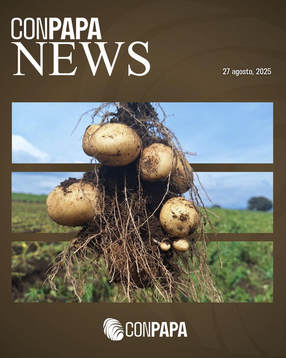 📰✨ ¡La cosecha de noticias ya llegó! ✨🥔

👉 No te quedes fuera, consulta el boletín completo aquí: bit.ly/3VkdA3c

📣 ¡Compártelo con tu red y sigamos fortaleciendo juntos al campo mexicano! 🇲🇽

#ConPapa #PapaMexicana #Newsletter #Sector #Campomexicano