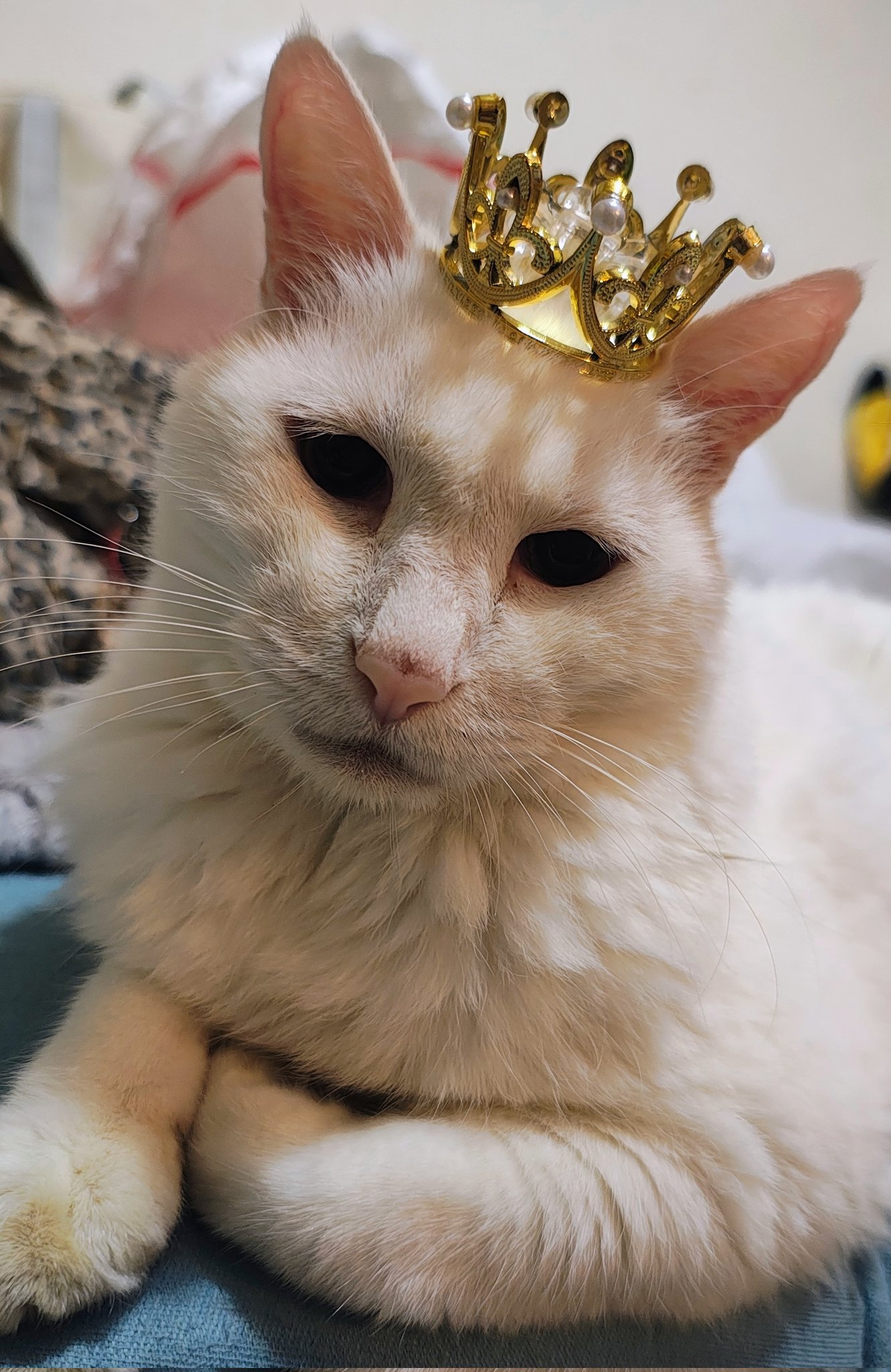 ペロン🐈猫柱 on X: 