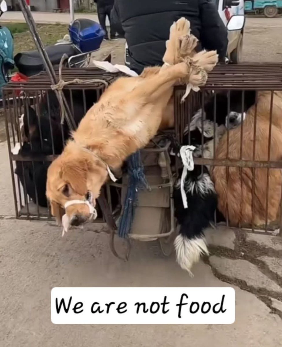 NamiKim_DogsSK's tweet image. Our support against the heinous #DogMeatTrade in #China

Sharing from .@WeAreNotFood
➡️facebook.com/share/p/1QtKy5…

"Yesterday, August 26th, was #NationalDogDay. 
And therefore, I want to draw the attention to all the dogs of the barbaric dog meat trade.
The cruel dog meat trade