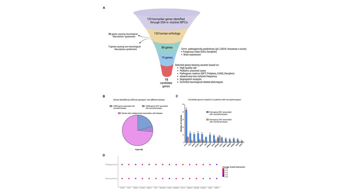 stemcellreports's tweet image. Researchers identify 129 genes enriched in murine NPCs, including 15 genes linked to novel neurological conditions, highlighting NPC molecular mechanisms in brain development and disease.  #dentategyrus 
ow.ly/aIUq50WJMHi

@bcmhouston @TCHResearchNews @bcm_neurosci @ISSCR