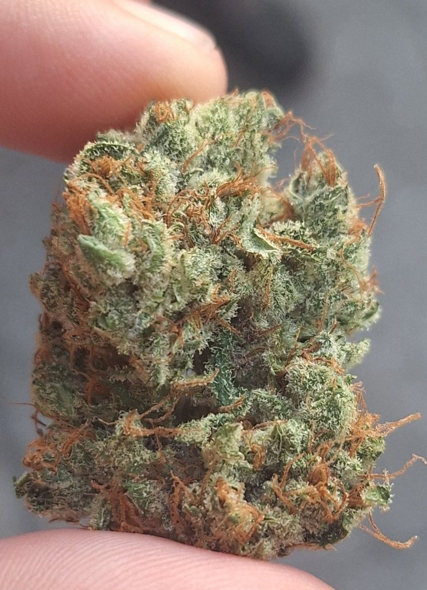 <a href="/snowtill/">Snowtill</a> MOB GMO bred by Mountain Organics.